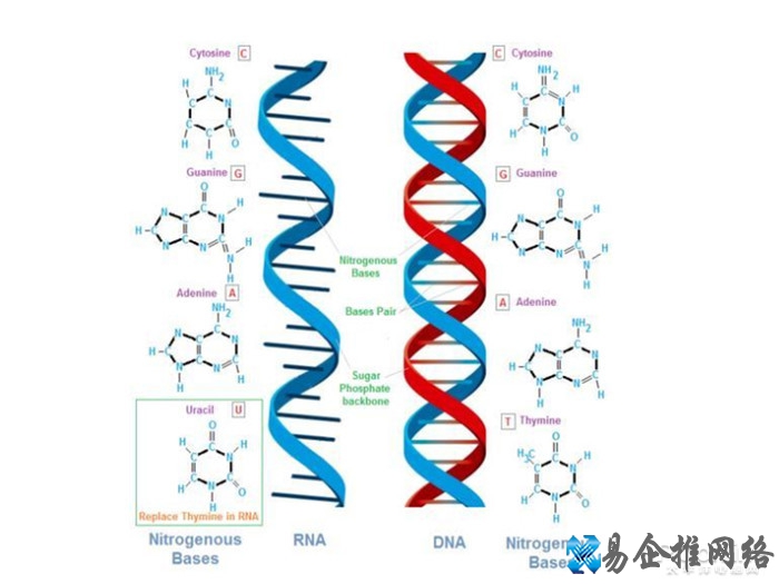 网上说吃了脱氧核糖什么梗