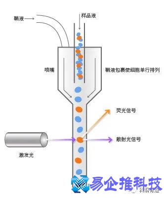 fcm是什么，流式细胞术（FCM）简介
