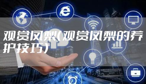 观赏凤梨（观赏凤梨的养护技巧）