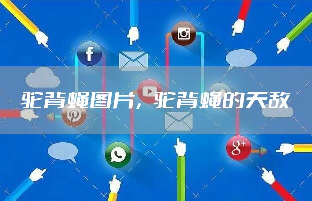 驼背蝇图片，驼背蝇的天敌