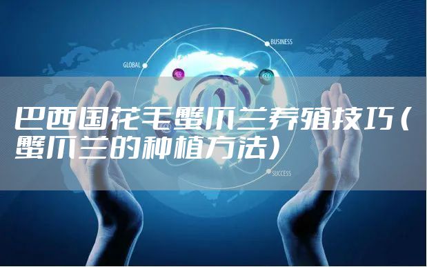 巴西国花毛蟹爪兰养殖技巧 （蟹爪兰的种植方法）