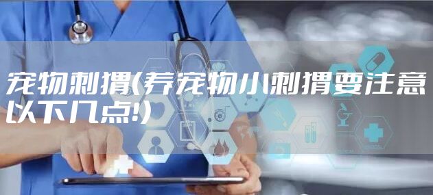 宠物刺猬（养宠物小刺猬要注意以下几点！）