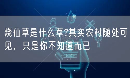  烧仙草是什么草?其实农村随处可见，只是你不知道而已
