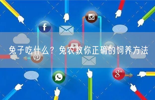  兔子吃什么？兔农教你正确的饲养方法